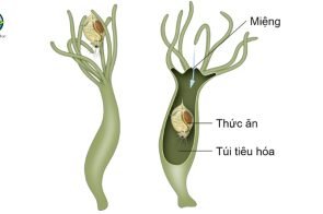 Sự phức tạp của những động vật có túi tiêu hóa