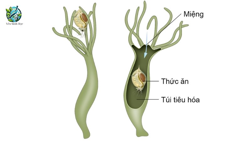 Các thành phần của túi tiêu hóa ở động vật 