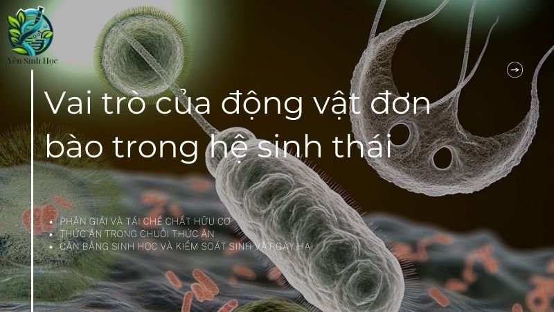 Vai trò của động vật đơn bào trong hệ sinh thái