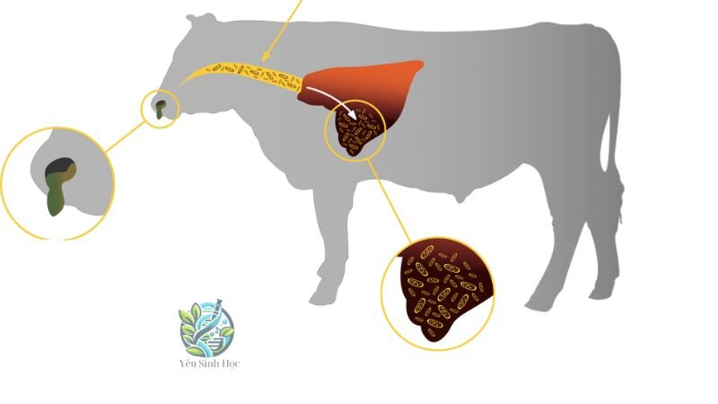 Quá trình dinh dưỡng ở động vật