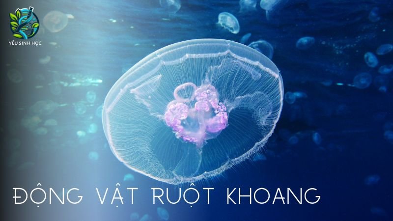 Động vật ruột khoang là gì?