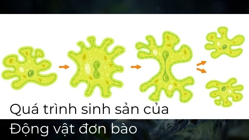 Sinh sản của động vật đơn bào