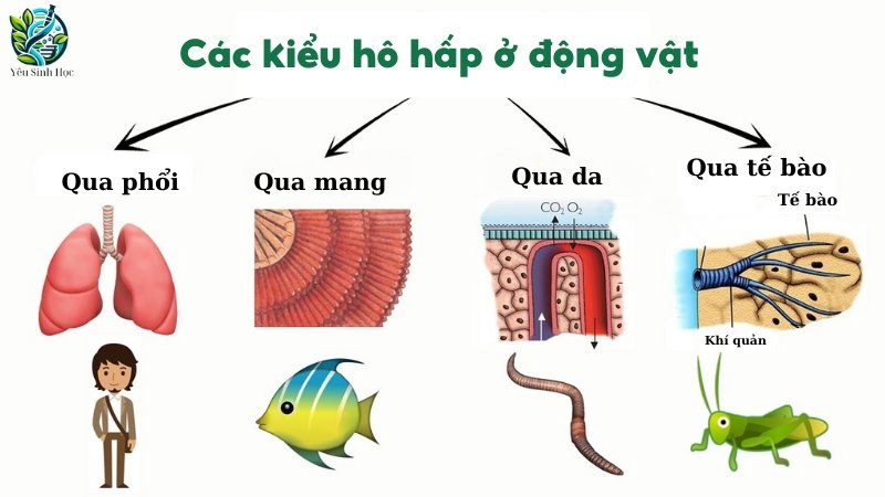 Các kiểu hô hấp ở động vật