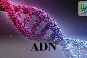 ADN là gì? Khái niệm, cấu trúc và chức năng của ADN