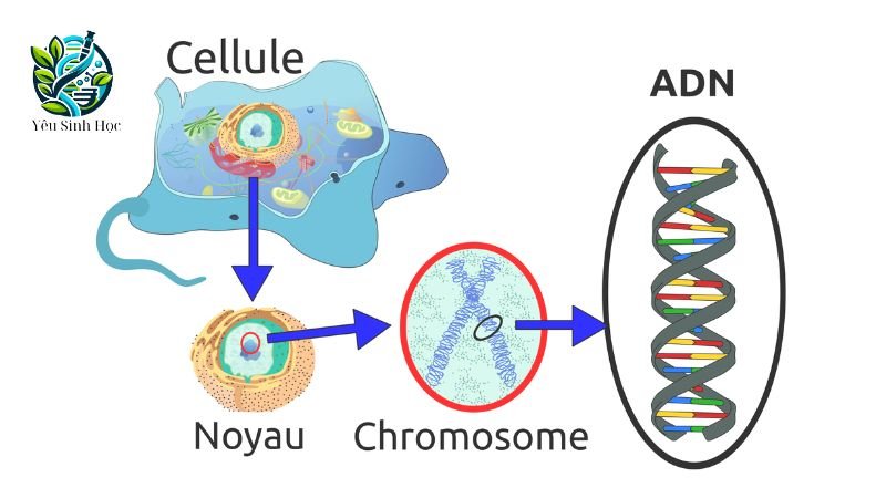 chức năng của adn 