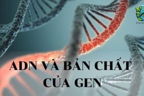 ADN và bản chất của GEN