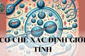 Cơ chế xác định giới tính: Khái niệm, phân tích và vai trò