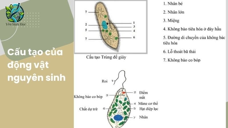 Cấu tạo của động vật nguyên sinh