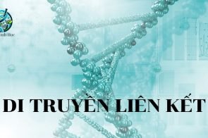 Di truyền liên kết – Khái niệm, đặc điểm và ý nghĩa trong sinh học