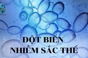 Đột biến nhiễm sắc thể là gì? Nguyên nhân và hậu quả