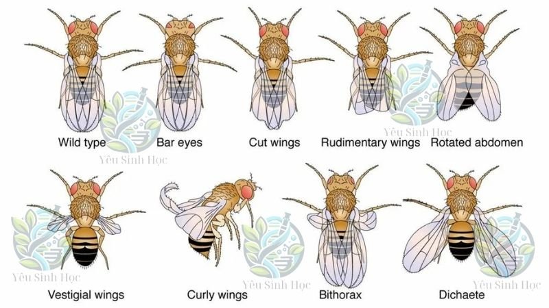 đột biến nhiễm sắc thể