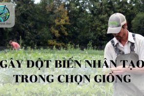 Gây đột biến nhân tạo trong chọn giống