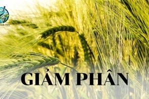 Giảm phân là gì? Khái niệm, ý nghĩa và quá trình giảm phân