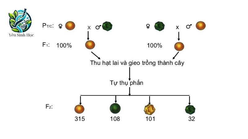 đặc điểm của lai hai cặp tính trạng