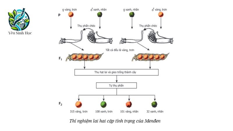 các bước tiến hành lai hai cặp tính trạng