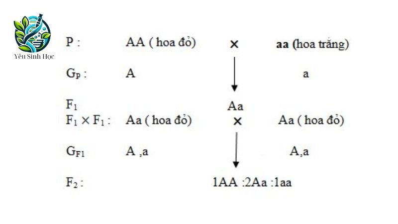 các bước tiếng hành lai một cặp tính trạng