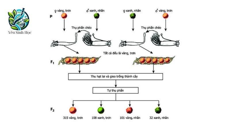 đặc điểm lai một cặp tính trạng