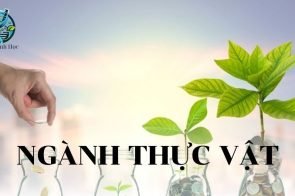 Ngành thực vật: Khái niệm, đặc điểm và phân loại