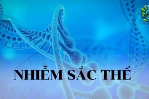 Nhiễm sắc thể – Khái niệm, đặc điểm, cấu trúc và chức năng