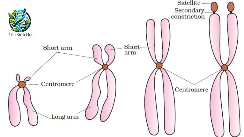 cấu trúc của nhiễm sắc thể