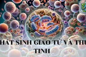 Phát sinh giao tử và thụ tinh là gì?