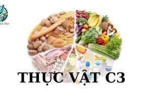 Thực vật C3 là gì? Đặc điểm và điều kiện sống của chúng