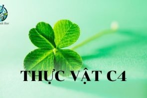 Thực vật C4 là gì? Khái niệm, cấu trúc và vai trò của thực vật C4