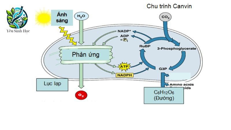 chu trình quang hợp ở thực vật cam thực vật cam