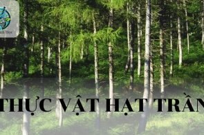 Thực vật hạt trần: khái niệm, đặc điểm, phân loại và vai trò