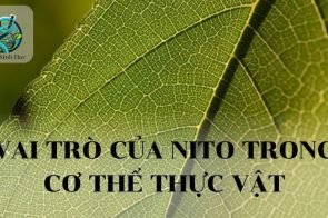 Vai trò của Nitơ trong cơ thể thực vật