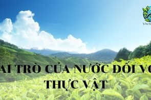 Vai trò của nước đối với thực vật