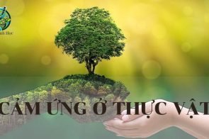 Cảm ứng ở thực vật: Ý nghĩa và ứng dụng trong đời sống