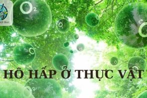 Hô hấp ở thực vật – Khái niệm, quá trình và vai trò của trong sinh học