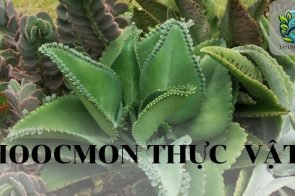 Hoocmon thực vật: Khái niệm, đặc điểm, phân loại, vai trò