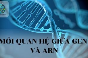 Mối quan hệ giữa GEN và ARN