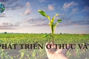 Phát triển ở thực vật – Khái niệm, yếu tố ảnh hưởng đến cây trồng