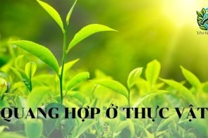 Quang hợp ở Thực vật – Quá trình, Ý nghĩa và Vai trò trong sinh thái