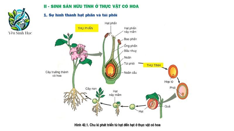 Sự khác nhau giữa sinh sản hữu tính và vô tính.