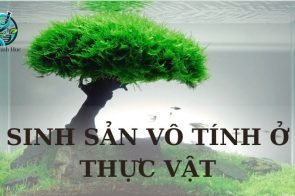 Sinh sản vô tính ở thực vật – Khái niệm, phân loại và vai trò