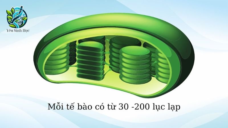 Phân loại tế bào thực vật