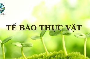 Tế bào thực vật – Cấu tạo, chức năng và vai trò