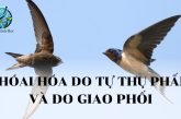 Thoái hoá do tự thụ phấn và do giao phối gần