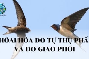 Thoái hoá do tự thụ phấn và do giao phối gần