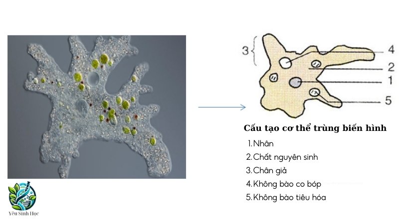 Cấu tạo của Trùng biến hình