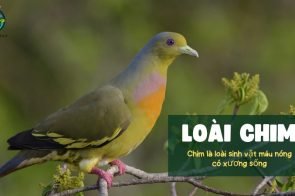 Khám phá sự đa dạng của loài chim trên Trái Đất