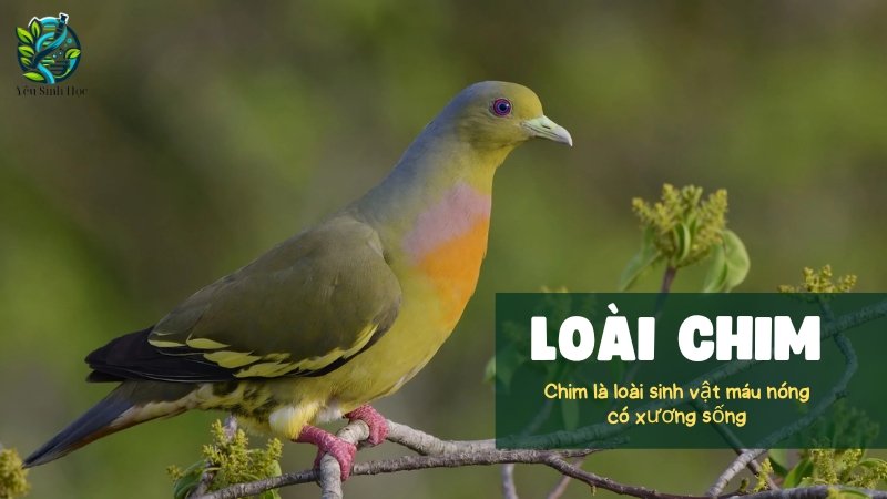 Giới thiệu về loài chim