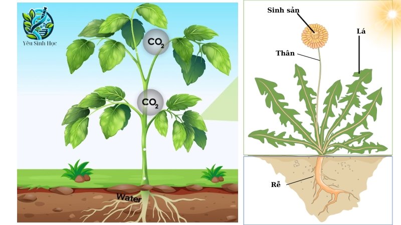 Hệ thống cơ quan thực vật