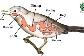 Quá trình dinh dưỡng ở động vật và môi trường sống