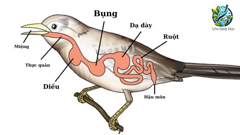 Dinh dưỡng ở động vật