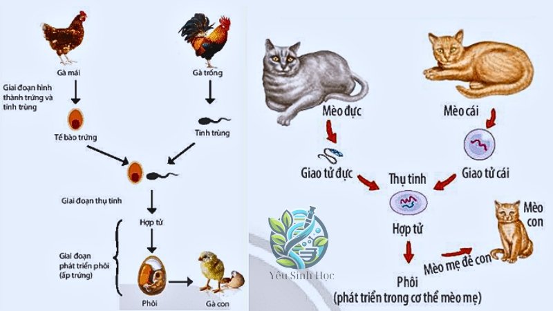 Các hình thức sinh sản hữu tính ở động vật 